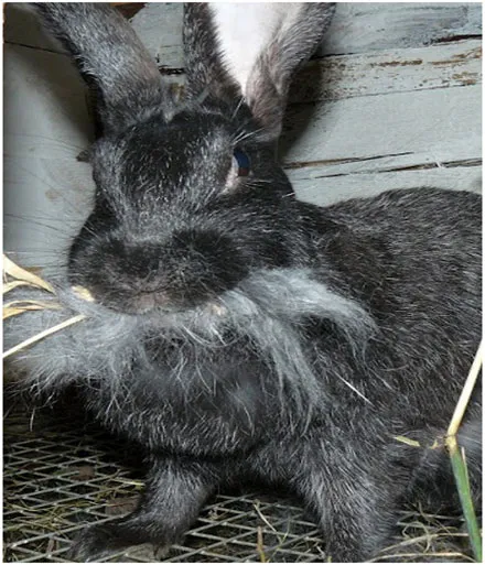 Беременность кролика
