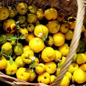 Спелые плоды японского мармело