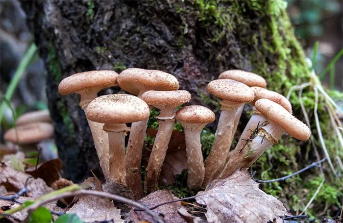 Где собирать осетра: отличный трюк для маленьких грибов