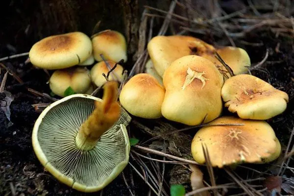 Желтые серные грибы
