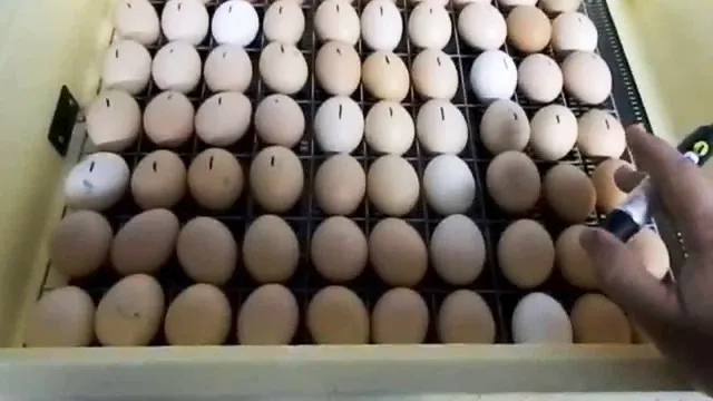 Яйца с маркерами