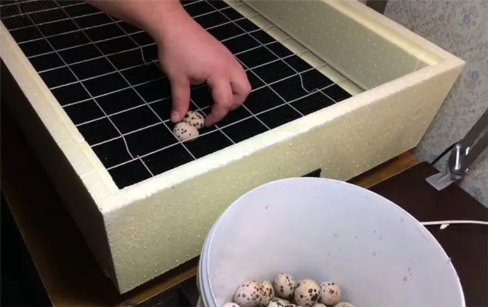 Перепелиные яйца во время инкубации