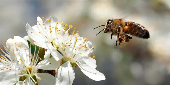 Что нужно знать о медоносных пчелах?
