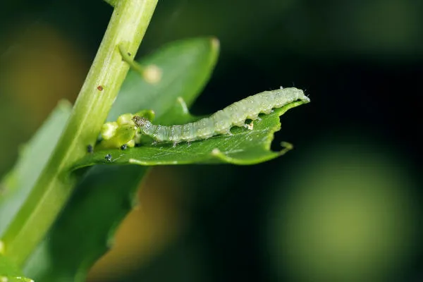 Мелкие капустные гусеницы могут забираться в отверстия в уложенной капусте