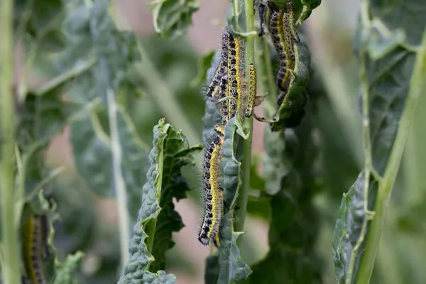 Последние гусеницы капустницы держатся группами и имеют очевидную окраску, что облегчает их обнаружение и сбор вручную.