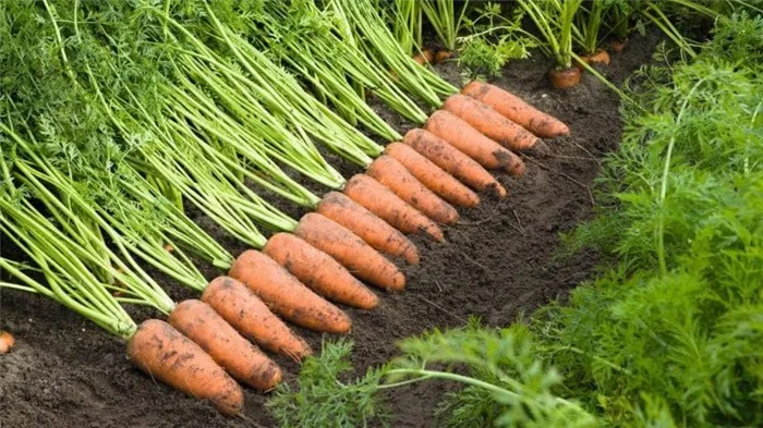 Как называется сорт мини моркови?