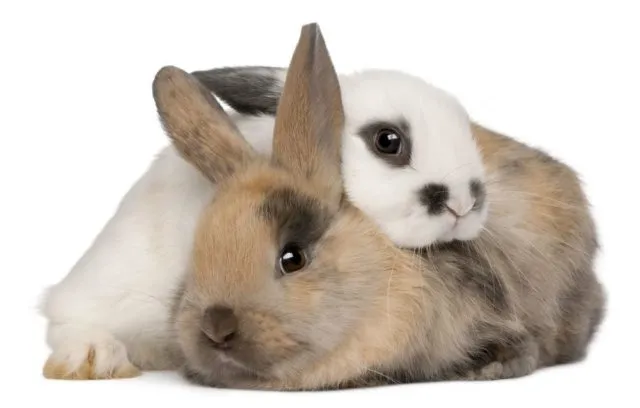 Пара кроликов