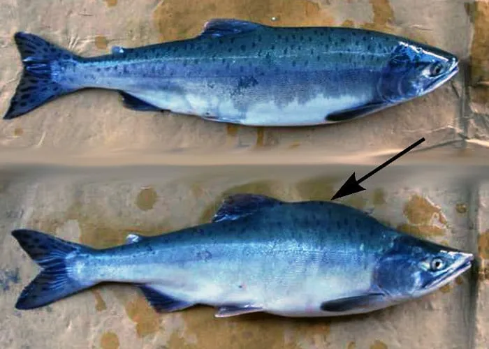 Различия между самцами и самками лосося