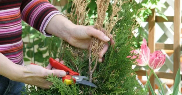 Как обрезать и компоновать горшки с растениями весной и осенью: время и форма