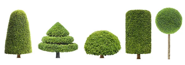 Деревья с иглами разного цвета можно высаживать в одном и том же месте. Комбинируя различные формы, помните, что они также нуждаются в регулярной обрезке для поддержания опрятного вида.