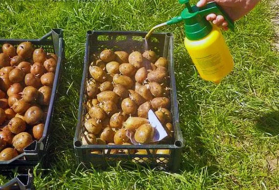 Что и как подготовить клубни картофеля перед посадкой