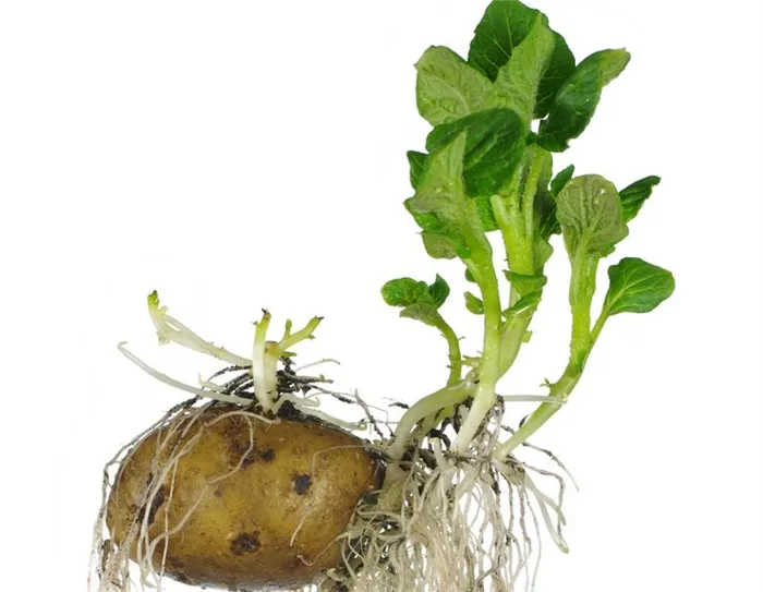 Как правильно подготовить картофель к посадке?
