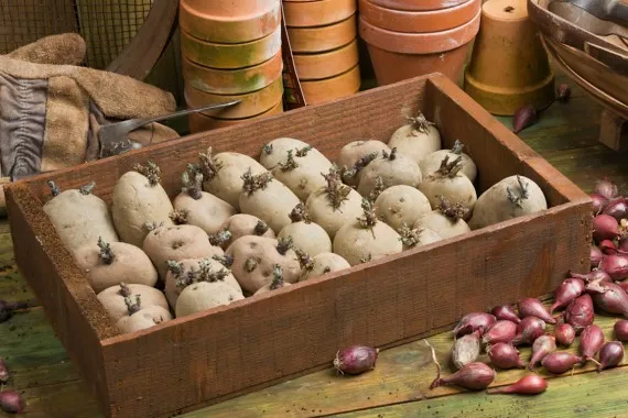 Различные способы подготовки картофеля к посадке