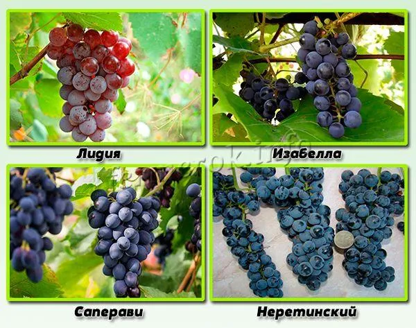 Сорта винограда, которые любят влажные условия