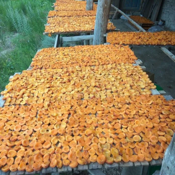 Сушка абрикосов на открытом воздухе