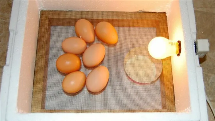 Поместите яйца в инкубатор