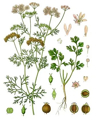 coriandrum sativum-köhler-s medizinal-pflanzen-193.jpg