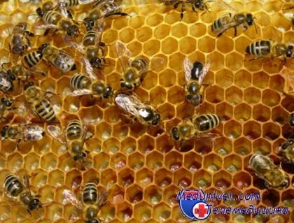 Продукты пчеловодства