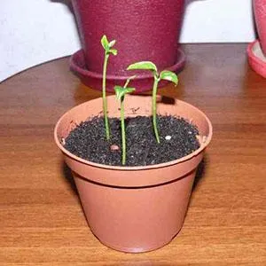 Выращивание бугенвиллии из семян