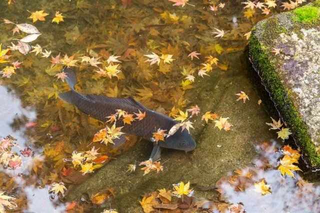 Озерная рыба осенью