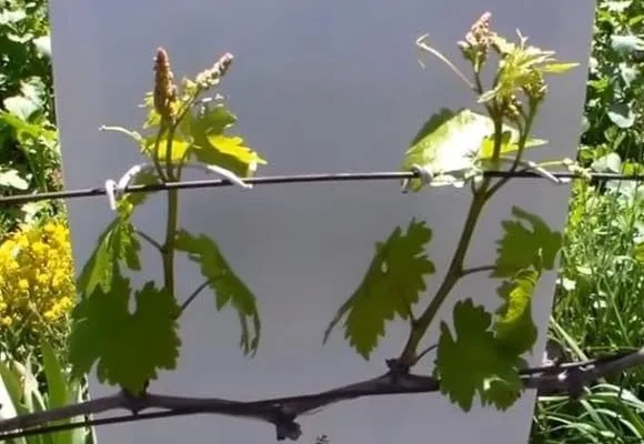 Первая виноградная жардиньерка в мае.