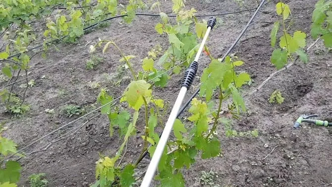 Фотография виноградных брызг.