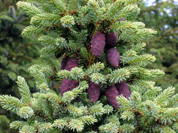 Черная ель (Picea mariana). Фото: wikimedia.org