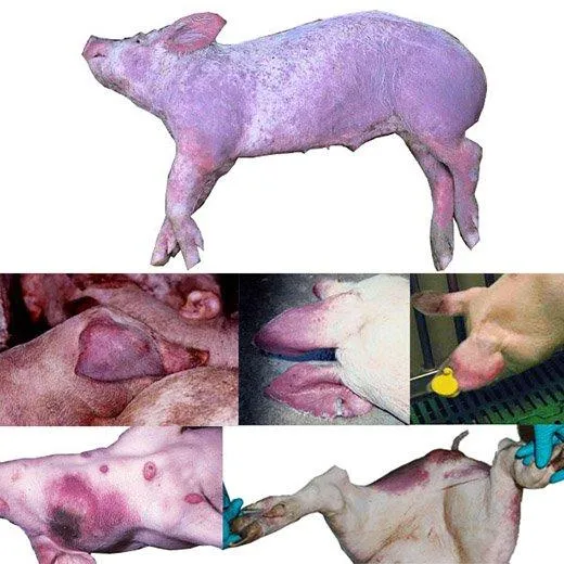 Холера свиней.
