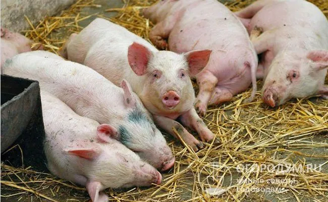 Зараженные свиньи становятся вялыми и вялыми, мало двигаются и теряют аппетит.