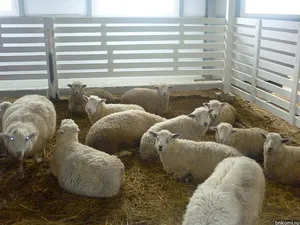 Постройки для овец