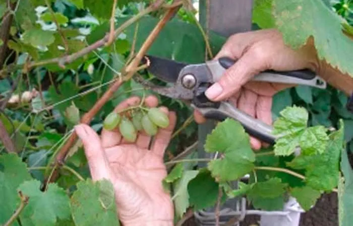 Летние пошаговые драйверы обрезки винограда для начинающих