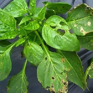 Листья сладкого перца в каждой лунке: как бороться с пожирателями урожая и паразитами