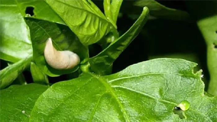 Листья сладкого перца в каждой лунке: как бороться с пожирателями урожая и паразитами