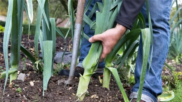 Когда собирать урожай лука-порея и как его хранить