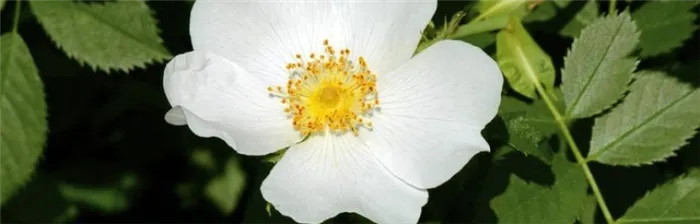 Растительный мир. Белый шиповник розы маверик.