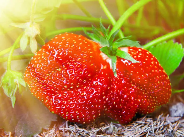 Обилие крупных, вкусных ягод в нынешний период приходится на середину прошлого лета.