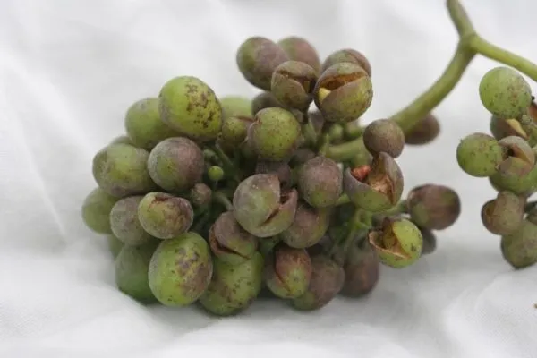 Ягоды винограда с плесенью
