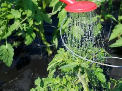 Узнайте, чем подкормить помидоры во время цветения, и увеличьте урожай!