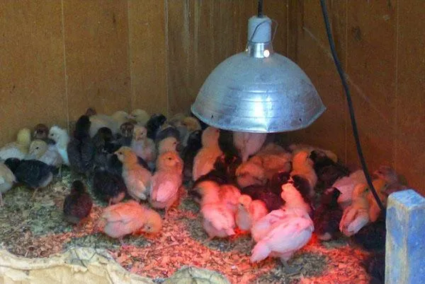 Используйте лампы для обогрева цыплят