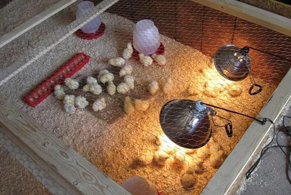 Комфортные условия для птенцов