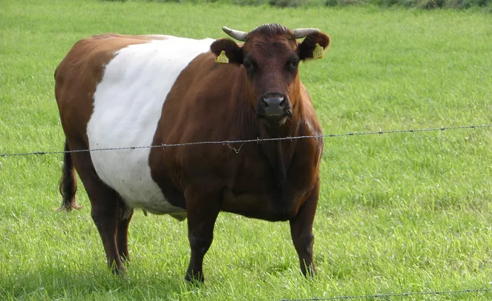 Сухостойная корова