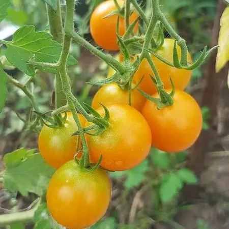 Солнечный помидор