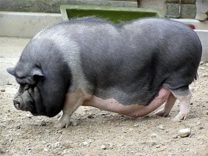 Порода свиней Пьетрен