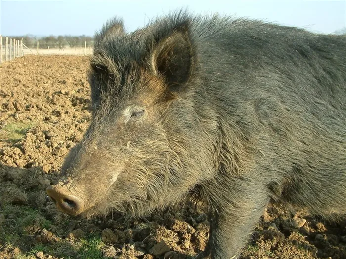 Гемпширские породы свиней
