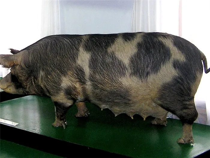Беркширские породы свиней