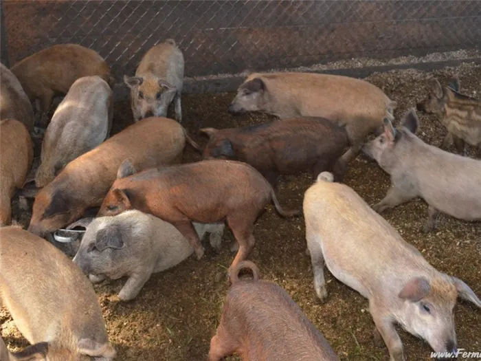 Породы мясных свиней