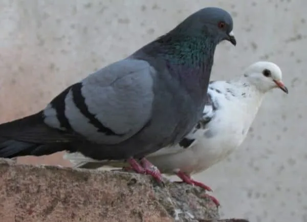 Срок хранения голубей зависит от вида этих птиц.