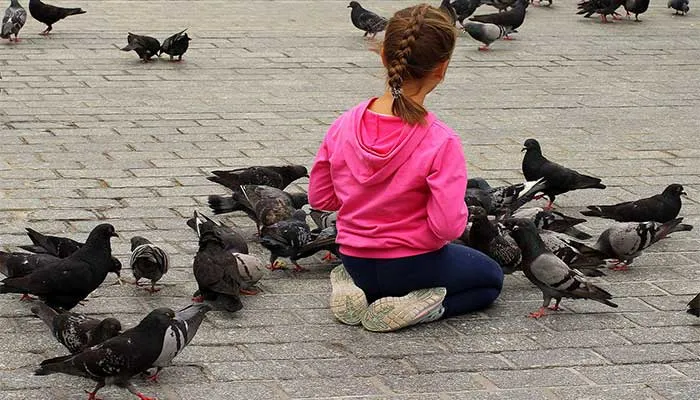 Девочки кормят голубей.