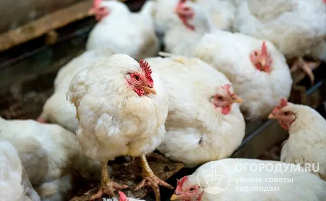 Мясо и яйца от птиц с признаками заболевания строго запрещены.