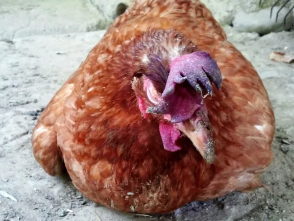 Больные цыплята выглядят вялыми и отказываются от еды